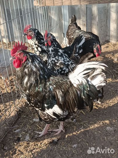 Инкубационное яйцо