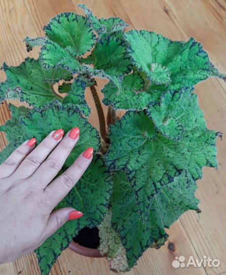 Бегонии декоративнолиственные рекс часть 1