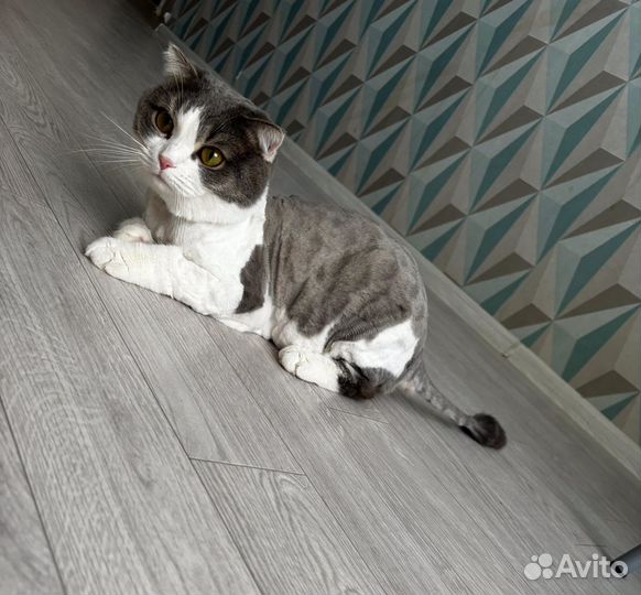 Новинка Стрижка (груминг) кошек с выездом на дом