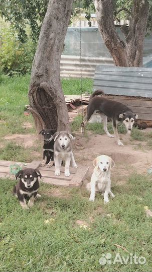 Щенки в добрые руки