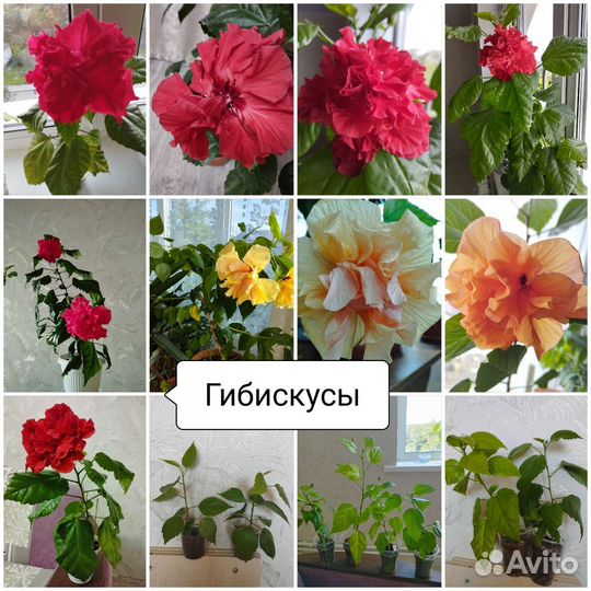 Комнатные растения