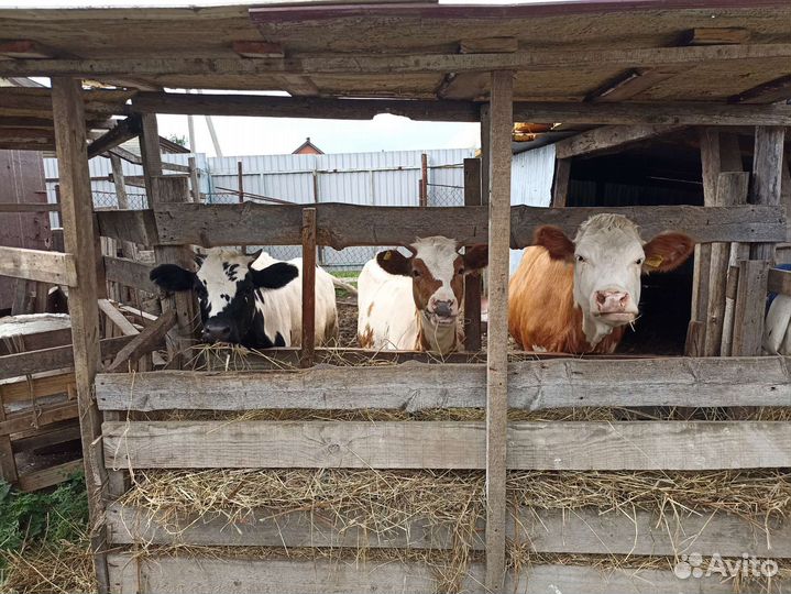 Бычки и телки