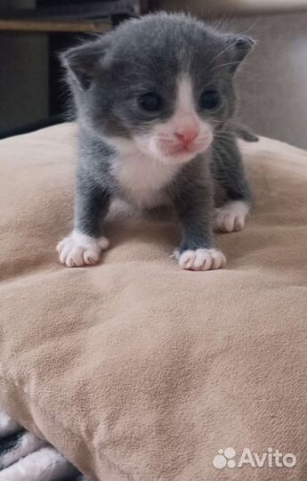 Котята бронь
