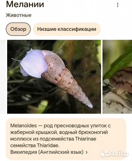 Улитка грунтовая (Мелания)