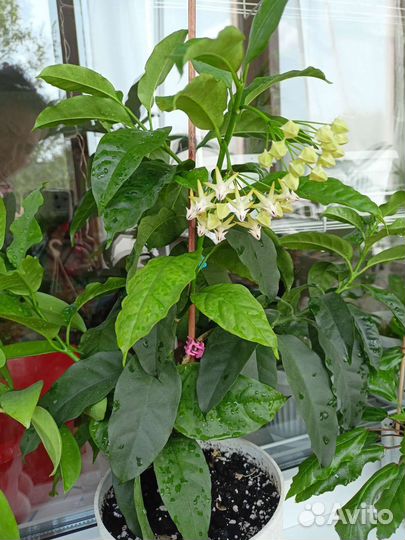 Хойя мультифлора