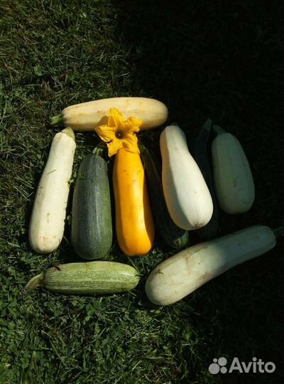 Кабачки домашние