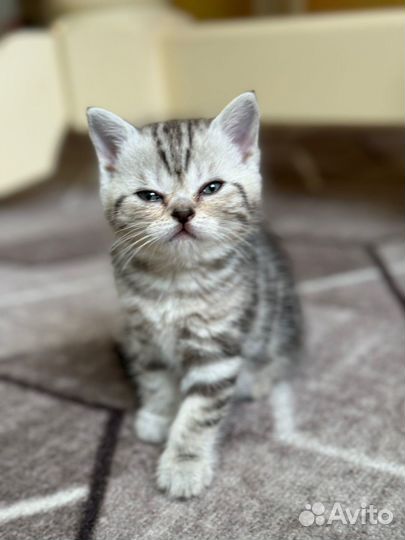 Шотландские котята
