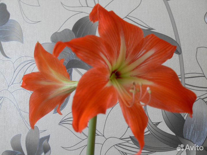 Гиппеаструм