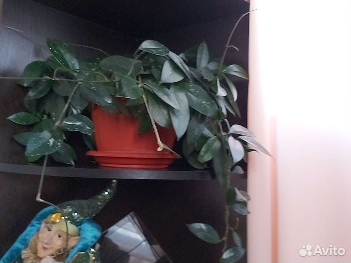 Комнатные цветы