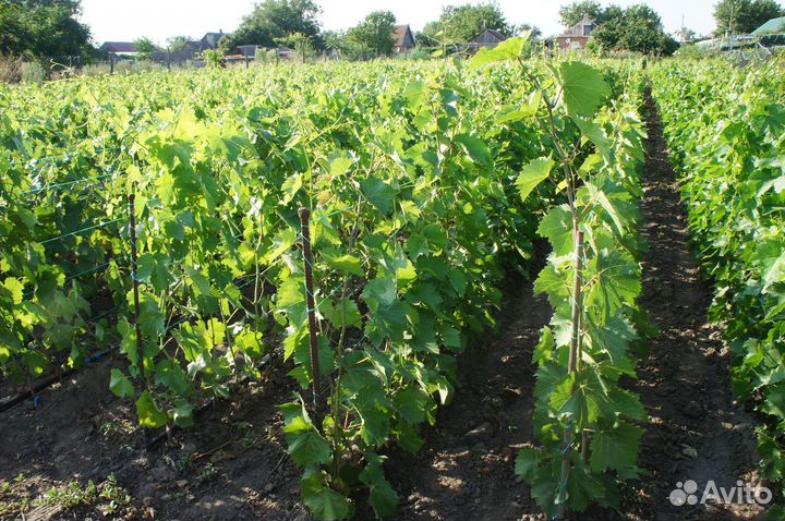 Саженцы винограда