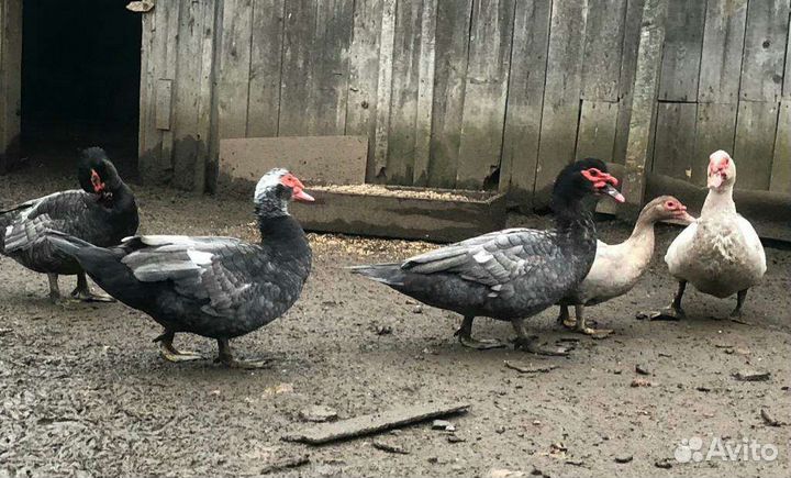 Продаю индоутей