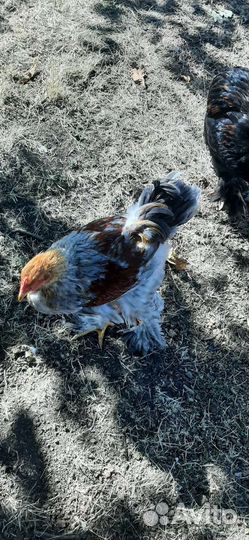 Куры и петухи брама