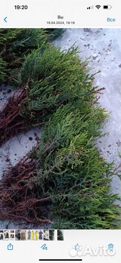 Черенки туи