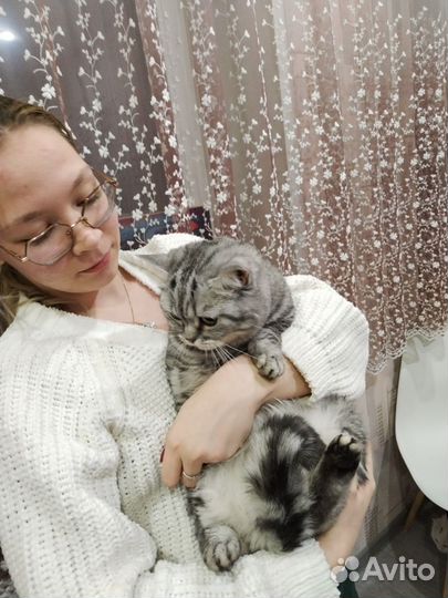 Кошки в добрые руки