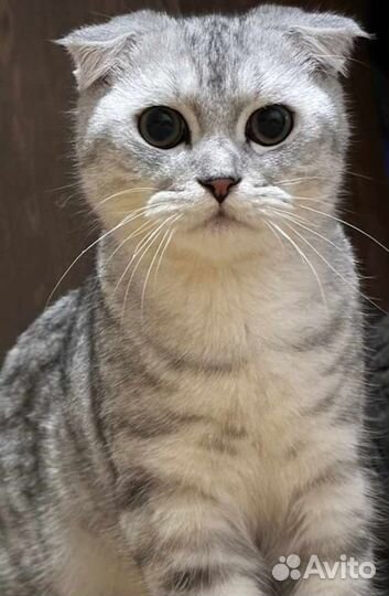 Шотландский кот вязка