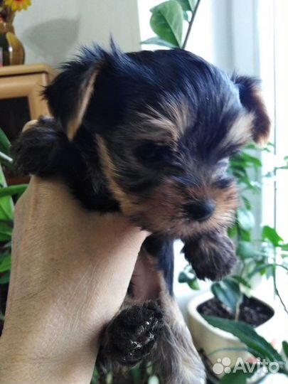 Йоркширский терьер щенки
