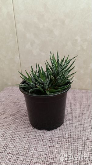 Хавортия полосатая