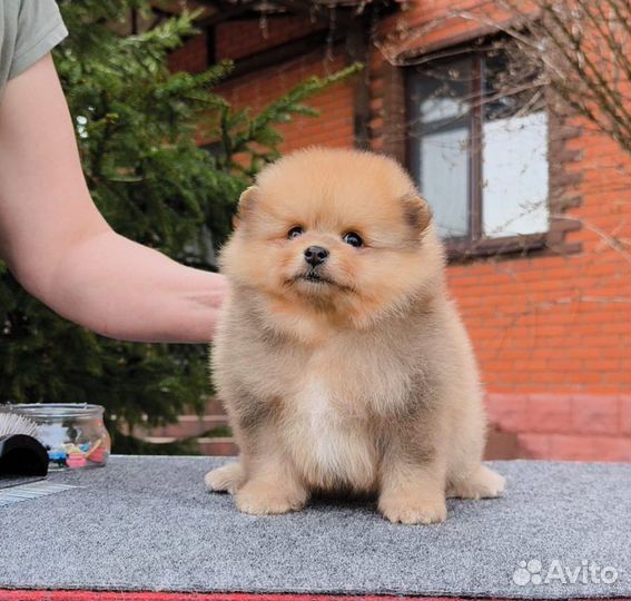 Рыжий мальчик