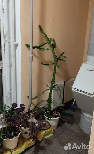 Кактус из Египта