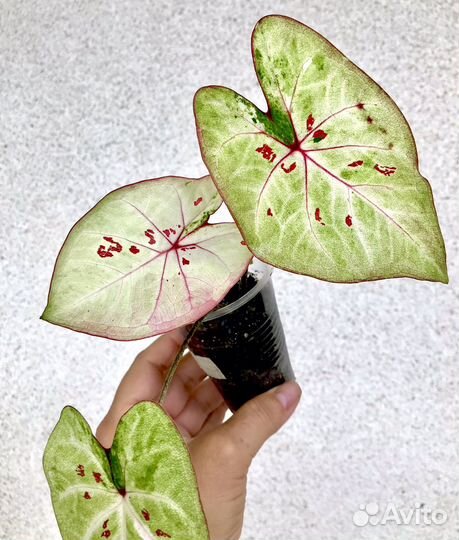 Каладиумы,несколько слртов