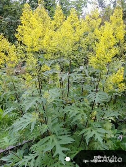 Бузульники