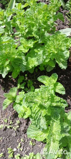 Мята саженцы и на срез