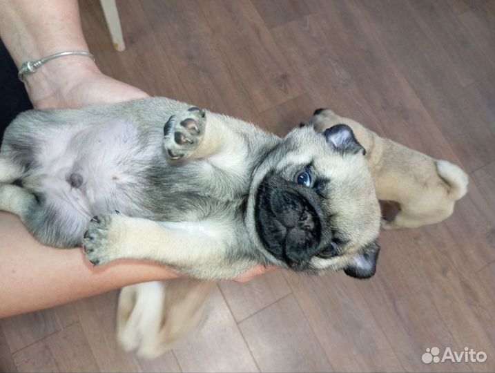 Щенки мопса