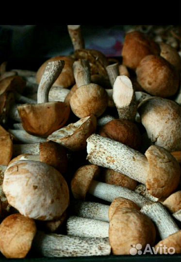 Грибы подосиновики, подберезовики