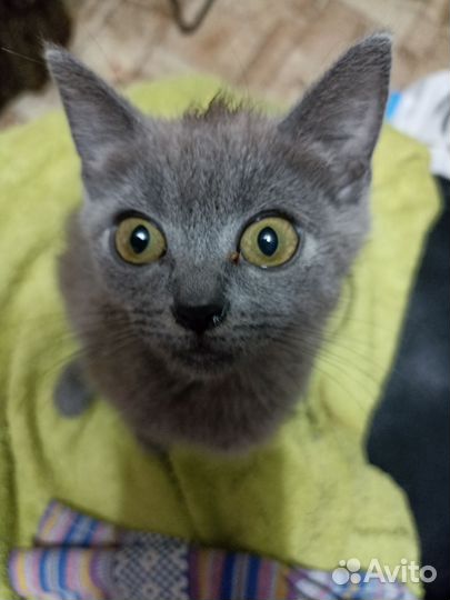 Британочкарусская голубая кошка