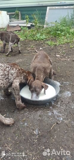 Щенки курцхаара