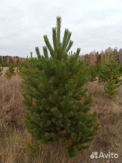 Сосна Уральская Pinus