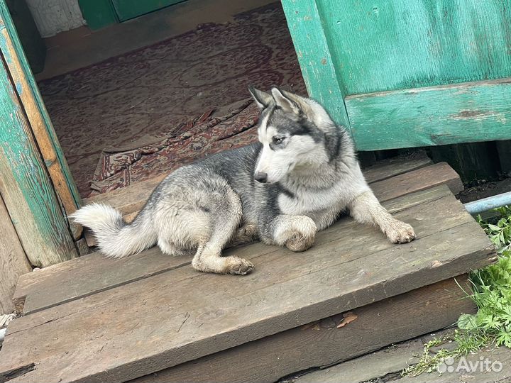 Сибирский хаски
