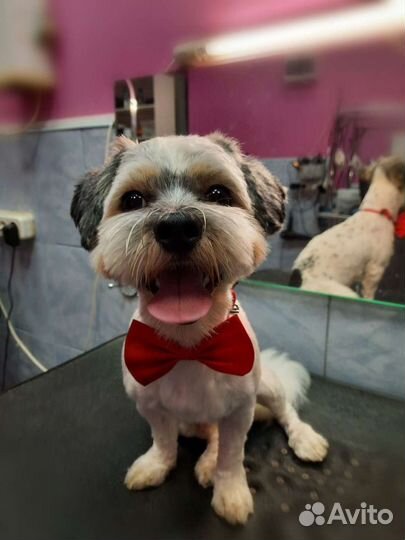 Груминг.Стрижка собак и кошек