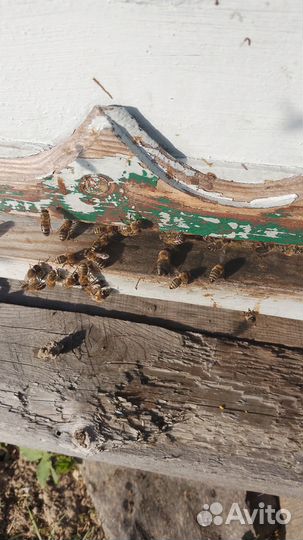 Сниму рой пчел