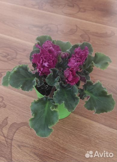 Сортовые фиалки