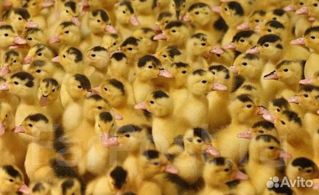 Цыплята бройлер,утка,несушка, гусь, индюк,мулард