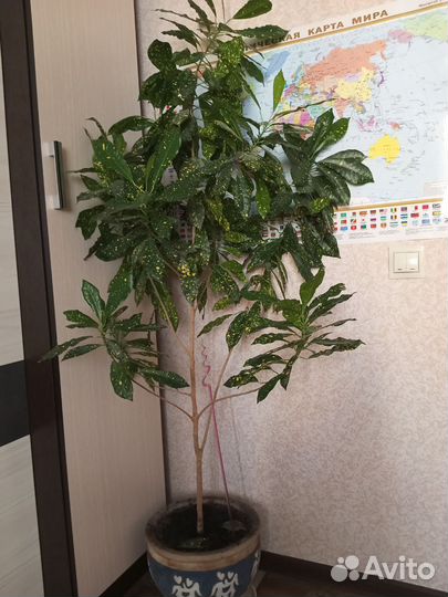 Продам цветок Кротон