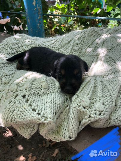 Щенки цвергпинчера