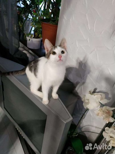 Котенок в добрые руки