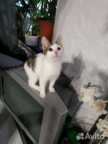 Котенок в добрые руки