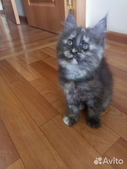 Котята мейнкуна