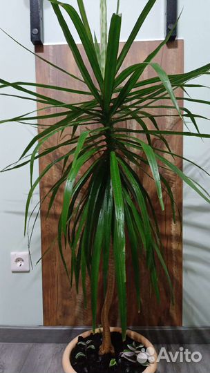 Драцена и сингониум