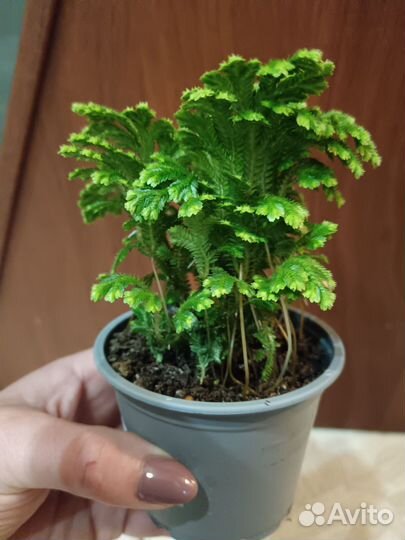 Силагинелла