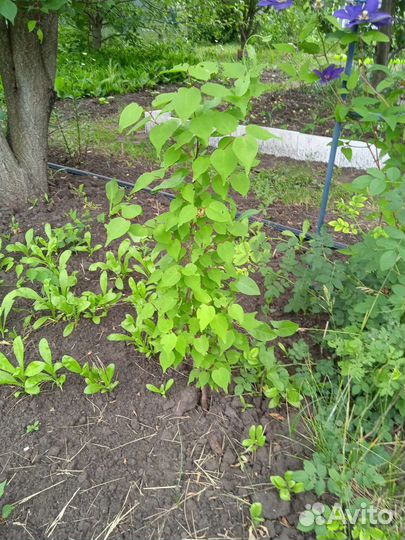 Саженцы абрикос