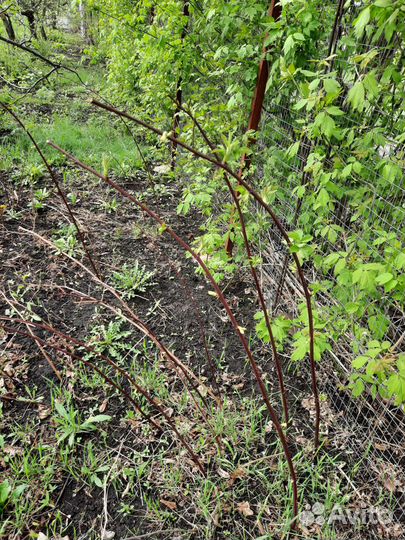 Душица, мелисса, заячьи ушки, очиток и др