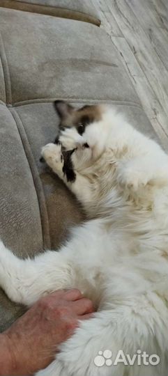 Кошка Рэгдолл вязка