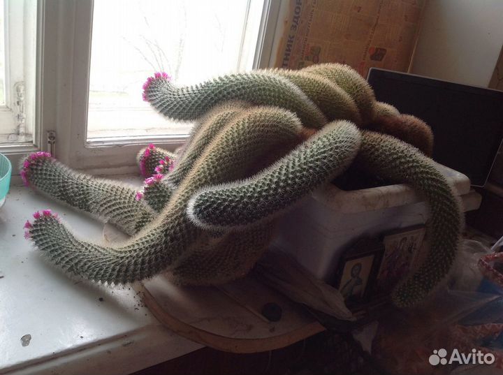 Маммиллярия огромная