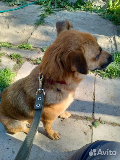 Собака-улыбака