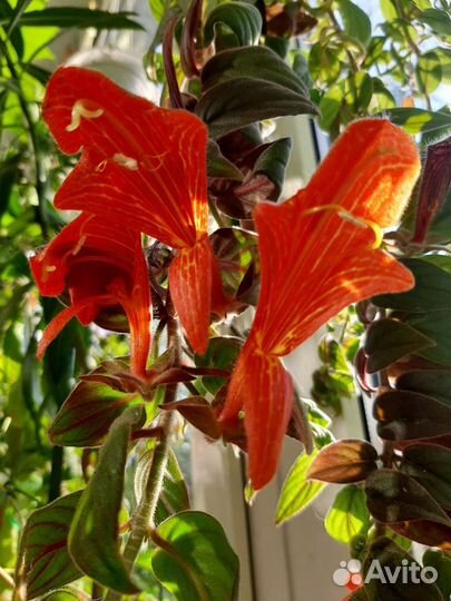 Фуксии, колумнея и др. горшечка