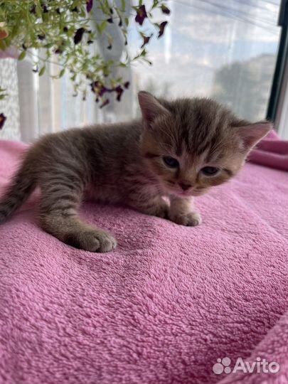 Шотландские вислоухие котята